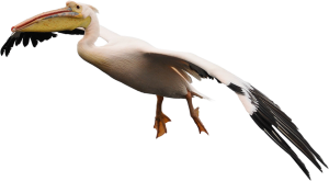 Pelican PNG-46589